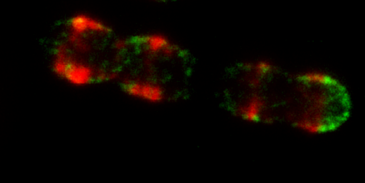 Super-resolved bacteria